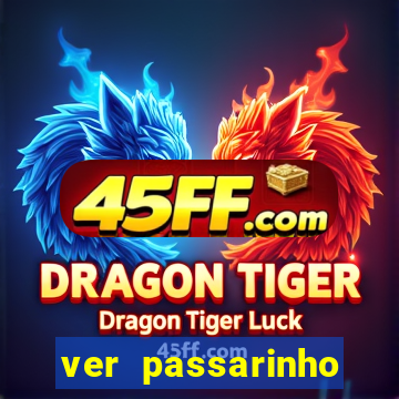 ver passarinho morto significado